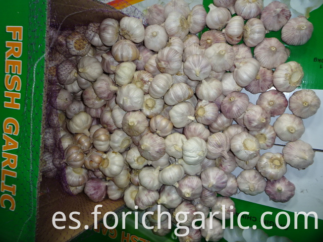 Crop 2019 Regular Garlic